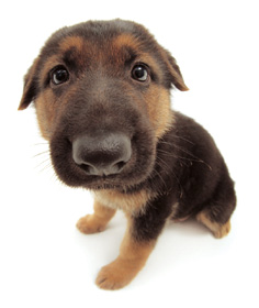 dog5